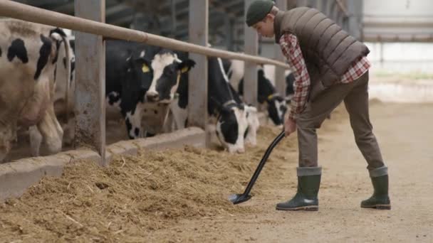 Lassú Dőlés Tinédzser Fiú Puffadt Mellény Kalap Gumicsizma Lapátolás Széna — Stock videók