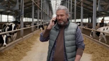 Sakallı, orta yaşlı bir adamın, mandıra çiftliğinde yürürken ve cep telefonuyla konuşurken, samanla beslenen inekler gibi.