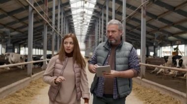 Çekici bir kadın ve tabletli orta yaşlı bir adamın görüntüsü. Süt çiftliğinde yürüyor ve ineklere bakarken konuşuyor.