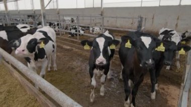 Süt ürünleri çiftliğinde duran ve kameraya bakan kulak etiketli, el kameralı meraklı buzağılar.