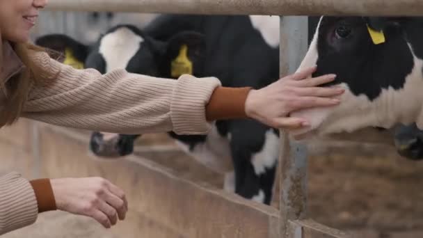 站在牛场饲养场内的快乐女人爱抚奶牛的特写镜头 — 图库视频影像