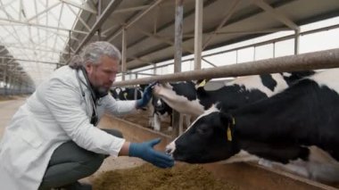 Laboratuvar önlüğü ve eldivenleriyle orta yaşlı erkek veterinerin, sığır çiftliğindeki beslenme alanında duran inekleri kontrol edip okşamasının orta boy fotoğrafı.
