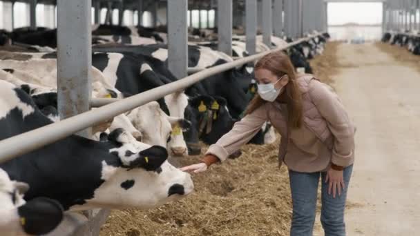 Medium Shot Woman Face Mask Reaching Her Hand Pet Cows — Stock Video