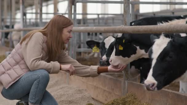 Medium Shot Woman Petting Cow Standing Feedlot Dairy Farm — Stock Video