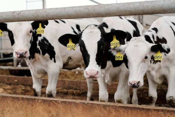 Row Black White Cows Standing Edge Large Paddock Contemporary Animal — Stock Photo, Image