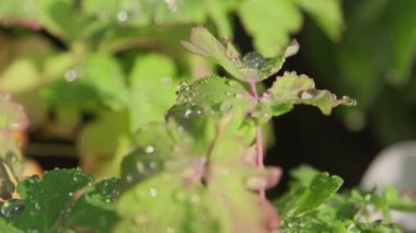 Yeşil bitki yaprakları üzerindeki yağmur damlalarının makro büyütme görüntüsü güneş ışığı altında
