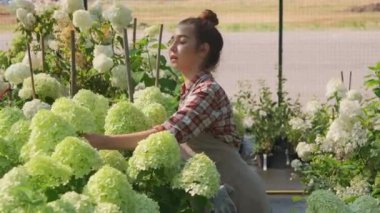 Güneşli bir günde beyaz sümbül çiçeklerine bakan beyaz, beyaz, beyaz, beyaz, beyaz bir bahçıvanın orta boy fotoğrafı.