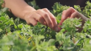 Tanımlanamayan kadın bahçıvan ellerinin taze yeşil bitki yapraklarına dokunması güneşli yaz gününde kalitelerini kontrol ediyor.