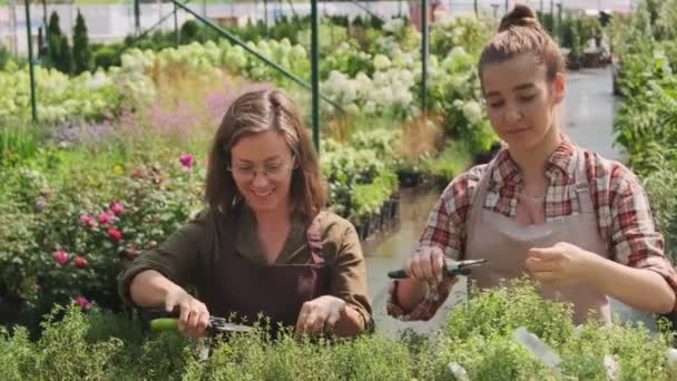 Waist Shot Happy Female Gardeners Working Home Yard Cutting Plants — Stock Video