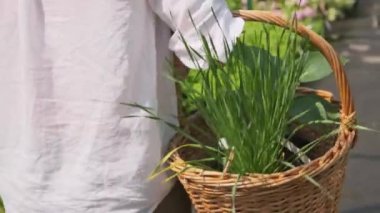 Beyaz tişörtlü, yavaş yavaş tanınmayan bir kadının güneş ışığı altında güzel bir yaz bahçesinde yürüyen sepet dolusu taze yeşil bitkileri taşıdığı arka plan görüntüsü.