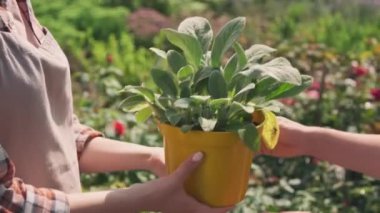 Tanınmayan kadın bahçıvanın beyaz gömlekli kadına kahverengi saksıdaki taze yeşil bitkiyi güneş ışığı altında sunduğu yavaş çekim görüntüsü.
