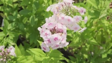 Bahçedeki güneş ışığının altında çiçek açan güzel, açık pembe bahçe fenomeni