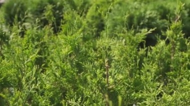 Yeşil selvi bitkisinin güneş ışığı altında bahçedeki görüntüsü