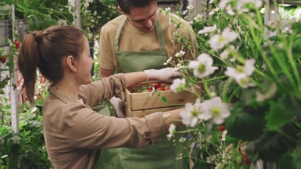 在温室里一起采摘成熟的红色草莓果实的一对快乐的幼儿夫妇 把慢动作的镜头倾斜起来 — 图库视频影像