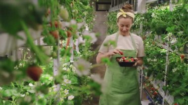 Serada kreş işçisi olarak çalışan neşeli bir kadının orta ölçekli portresi taze çilek topluyor sonra da gülümseyen kameraya bakıyor.