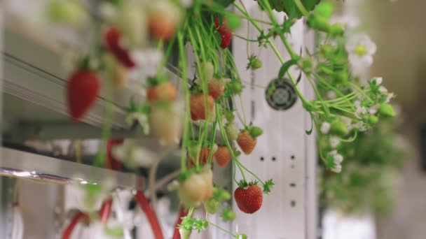 Selective Focus Closeup Ripening Strawberry Fruits Growing Greenhouse — Stock Video