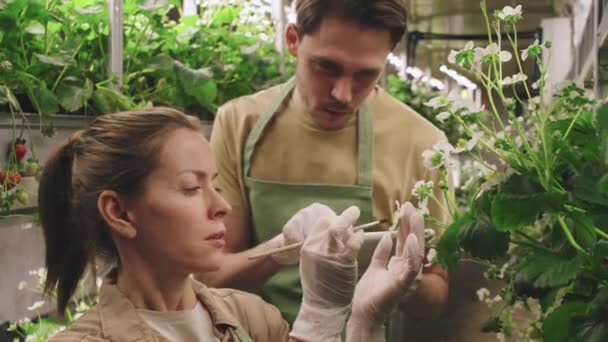 女性保育士の中程度が有機液体肥料でイチゴの花を磨くのに対し 男性の同僚は温室内のデジタルタブレットでメモを取る — ストック動画