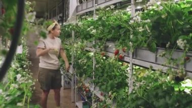 Çilek yapraklarıyla ilgilenen kadın kreş çalışanının seradaki hasarlı yaprakları keserken tam pozunu çekiyorum.