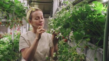 Serada açan çilek çiçekleriyle ilgilenen ve organik sıvı gübreyle fırçalayan orta boy kadın kreş çalışanı.