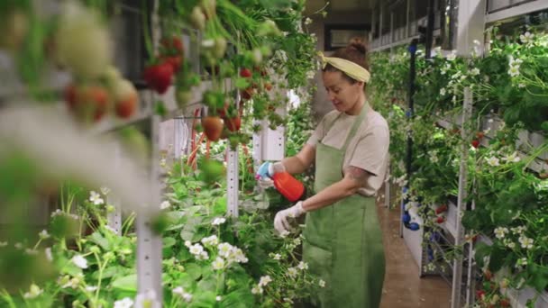 Medium Shot Van Vrouwelijke Kwekerij Werknemer Groene Schort Water Geven — Stockvideo