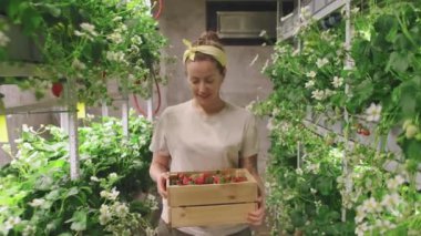 Ağır çekimde, çekici bir kadın elinde büyük tahta bir kutu taze organik çilekle serada yürürken görülüyor.