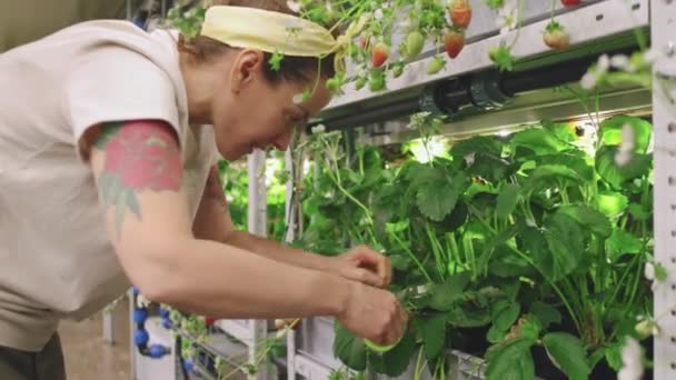 带纹身手臂的女工在温室割伤草莓叶的俯拍照片 — 图库视频影像