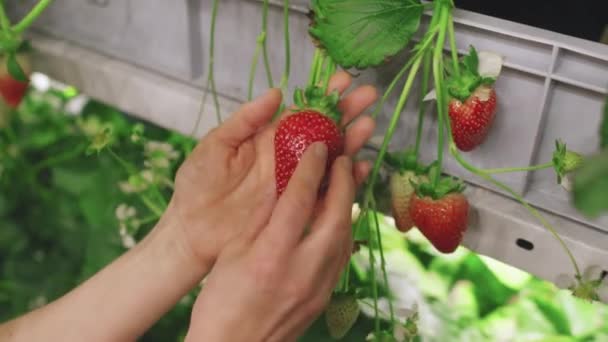 温室で栽培されている大きな赤いイチゴの果物を保持している認識できない女性の手の閉鎖 — ストック動画