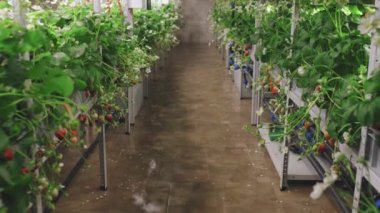 Kimse çilek yetiştiren güzel bir seranın fotoğrafını çekmiyor.