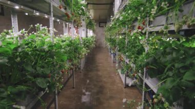 Çilek yetiştiren ve çiçek açan boş seranın görüntülerini çeken insanlar yok.