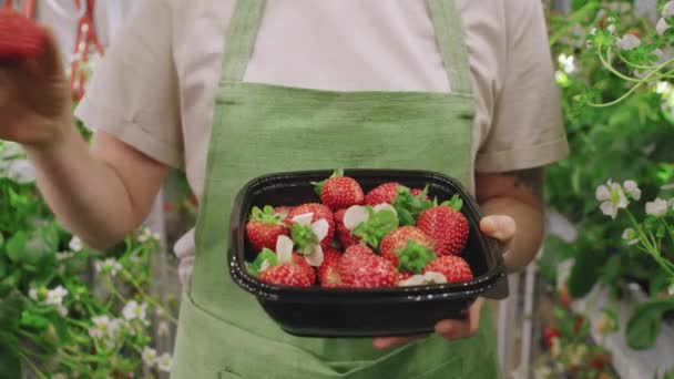 温室から収穫された有機イチゴの果物と緑のエプロン保持容器内の認識できない女性保育士のスローモーションミッドセクションショット — ストック動画