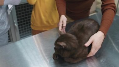 Oğluyla veteriner kliniğini ziyaret eden gülümseyen genç kadının orta boy fotoğrafını çek. Çikolatalı İngiliz Shorthair kedileri profesyonel veteriner tarafından muayene ediliyor. Hayvan sahipleri kedileri veteriner kliniğinden alıyorlar.