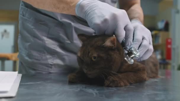 Primer Plano Veterinario Masculino Irreconocible Guantes Examinando Pura Raza Chocolate — Vídeo de stock