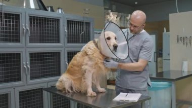 Modern veteriner kliniğinde steteskoplu Golden Retriever köpeğini muayene eden orta boy erkek veteriner resmi.
