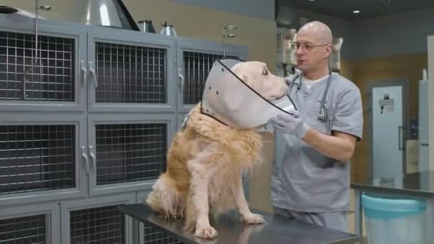 Profesyonel Erkek Veterinerin Veteriner Kliniğinde Muayene Masasında Oturan Golden Retriever — Stok video