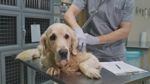 Midsection Footage Unrecognizable Male Veterinary Doctor Examining Cute Golden Retriever — Stock Video