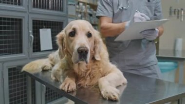 Tanımlanamayan erkek veteriner arka plandaki tablete notlar yazarken, Golden Retriever 'ın veteriner kliniğindeki muayene masasının üzerinde yatması.