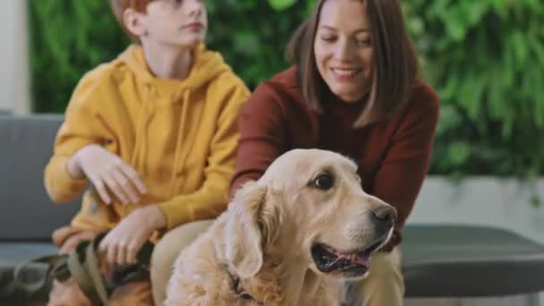 Handhållen Medium Shot Söt Golden Retriever Hund Sitter Golvet Veterinär — Stockvideo