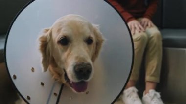 Elizabeth tarzı tasma takan, veteriner kliniğinin bekleme odasında oturmuş, oyuncak Golden Retriever köpeğinin el kamerasıyla çekilmiş fotoğrafı.