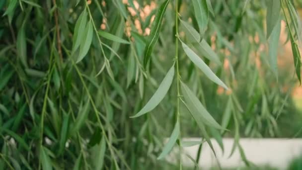 Zblízka Krásné Zelené Rostlinné Listy Rostoucí Dvorku Třesoucí Větru Letní — Stock video