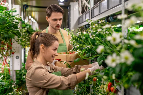 Fröhliche Junge Arbeiterin Vom Vertikalbauernhof Pflückt Frische Reife Erdbeeren Gegen — Stockfoto