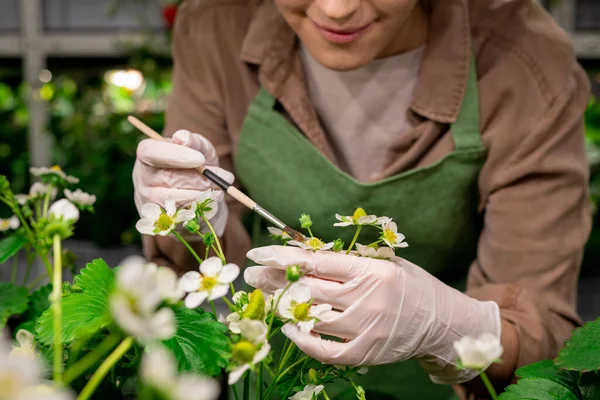 Handschoenenhanden Van Verticale Landarbeiders Die Penseel Gebruiken Terwijl Aardbeienbloesem Vasthouden — Stockfoto