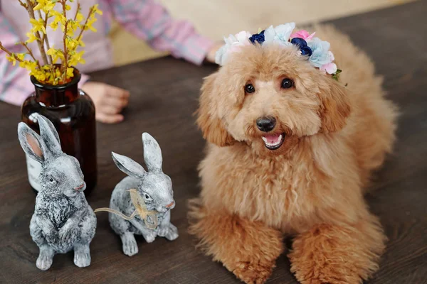 Cão Raça Pura Fofo Bonito Cor Marrom Sentado Mesa Madeira — Fotografia de Stock