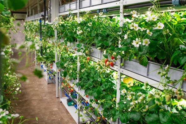 大規模な現代垂直農場や住宅内の棚に栽培庭のイチゴの様々な種類の苗の行 — ストック写真