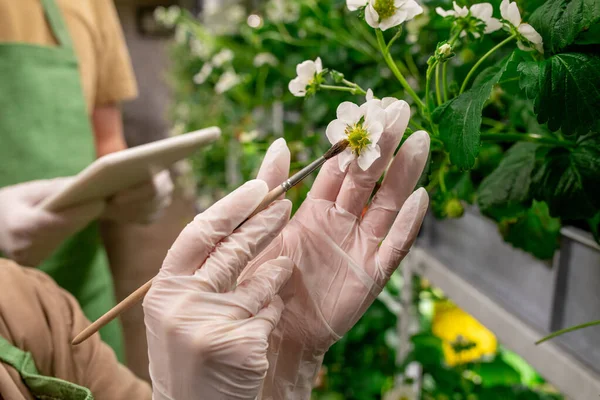 Handschuh Hände Eines Vertikalen Landarbeiters Mit Pinsel Während Erdbeerblüten Hält — Stockfoto