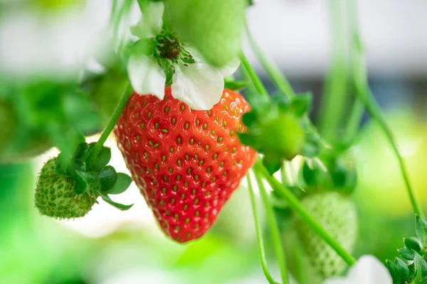 딸기는 초록색 열매들 이현대의 안에서 줄기에 매달려 것으로 둘러싸여 — 스톡 사진