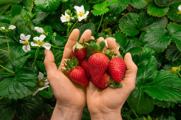 농업이나 온실에서 딸기를 일꾼들의 — 스톡 사진