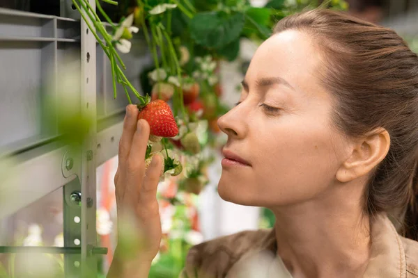 Gezicht Van Jonge Vrouwelijke Werknemer Van Hothouse Verticale Boerderij Stand — Stockfoto