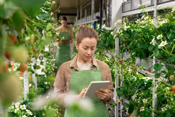 Trabajadora Joven Invernadero Granja Vertical Desplazándose Tableta Mientras Está Pie — Foto de Stock