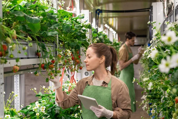 Junge Arbeiterin Eines Vertikalen Bauernhofes Hält Ein Digitales Tablet Der — Stockfoto