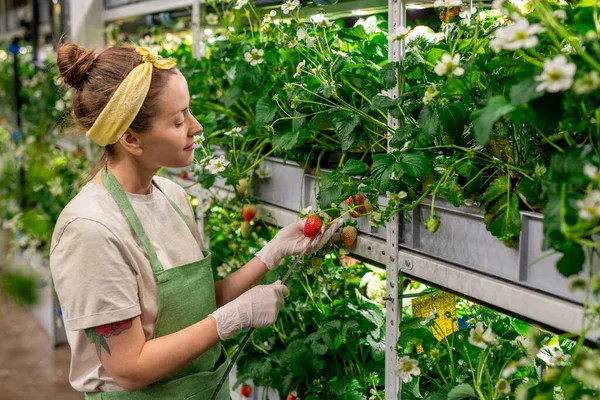 Jonge Vrouwelijke Werknemer Van Grote Hedendaagse Verticale Boerderij Die Maatregelen — Stockfoto